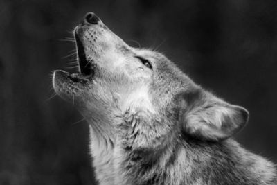 Kerap Dikaitkan dengan Hal Mistis, Ini Alasan Sebenarnya Anjing Suka Melolong