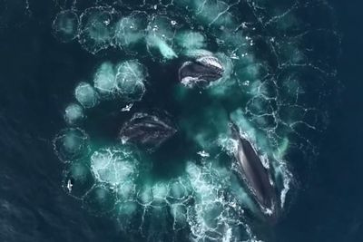 Video Drone Menakjubkan Paus Bungkuk saat Menangkap Mangsa, Gunakan Jaring Gelembung