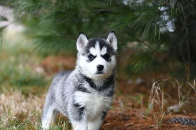 Ini Alasan Anjing Disebut sebagai Hewan yang Setia dengan Majikannya