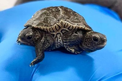 Heboh! Kura-kura Diamondback Langka Ini Lahir Kembar Siam dan Memiliki 6 Kaki