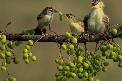 Demi Urusan Perut, Beberapa Burung Ini Lakukan Cara Unik untuk Bisa Mendapat Makanan