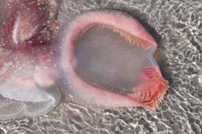 Makhluk Aneh Misterius Terdampar di Pinggir Pantai, Dikira Salah Satu Spesies Alien