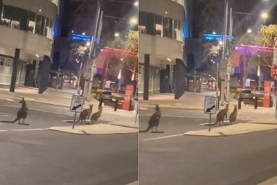 Momen Kanguru Serbu Kota Canberra Saat Lockdown Covid-19, Begini Penampakannya