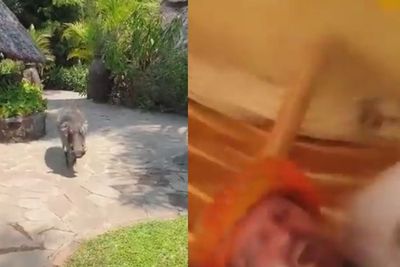 Awalnya Gemas, Pria Ini Akhirnya Lari Terbirit-birit Dikejar Babi Hutan