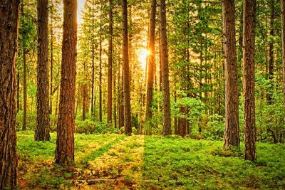 Seorang Pemuda 19 Tahun Hilang Usai Ribut dengan Istri, Diduga Kabur ke Dalam Hutan