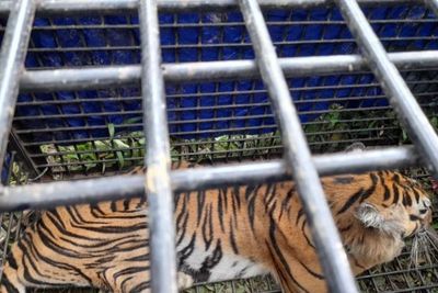 Terkam 2 Warga Merangin Jambi, Harimau ini Berhasil Ditangkap oleh Tim Gabungan