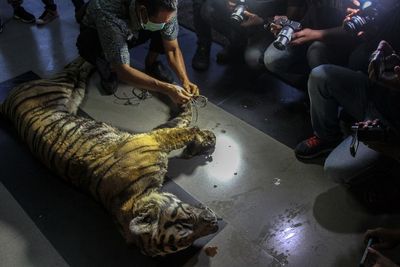 Harimau Sumatera di Riau Mati Terjerat, Berikut Foto-fotonya