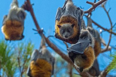 Terkesan Menyeramkan, Ini 5 Fakta Unik Kelelawar, Kotorannya Bisa Jadi Bahan Bubuk Mesiu