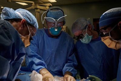 Cetak Sejarah, Transplantasi Ginjal Babi Pertama di Dunia Kepada Manusia Berhasil