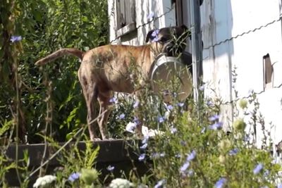 Momen Haru Anjing Membawa Mangkuk Kosong & Mengetuk Pintu Rumah Demi Cari Makanan