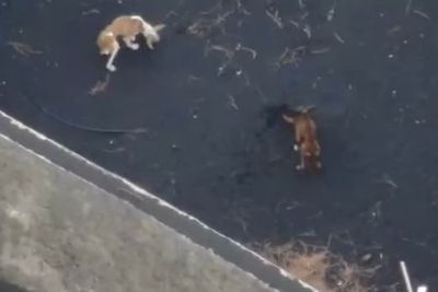 Video Drone Antar Makanan untuk Anjing Kelaparan yang Selamat dari Bencana Gunung La Palma