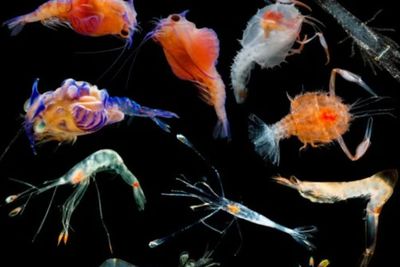 Ilmuwan Temukan 14 Spesies Baru Udang, Salah Satunya Larva Lobster yang Mirip Alien