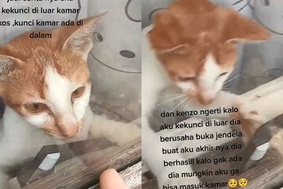 Menyentuh! Kucing Ini Bukakan Jendela untuk Tuannya yang Terkunci di Luar