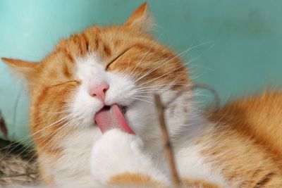 5 Cara Merawat Kucing agar Tetap Sehat dan Berumur Panjang