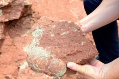 Bocah Berusia 10 Tahun Ini Berhasil Menemukan Telur Dinosaurus Berusia 66 Juta Tahun!