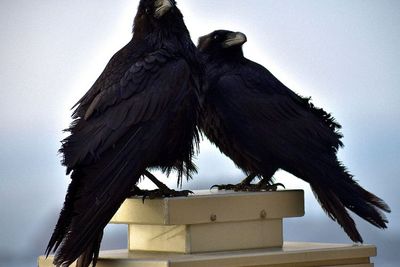 Sama-sama Gagak, Ini Perbedaan Crow dan Raven yang #KAMUHARUSTAU