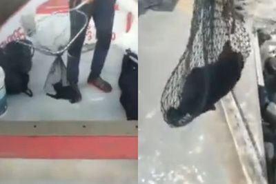 Video Nelayan Menyelamatkan Anak Kucing yang Diduga Dibuang dari Jembatan, Kasihan!