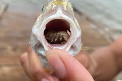 Parasit Ini Memakan dan Berpesta di Tubuh Ikan, Lidah Rusak Sekaligus Hilang