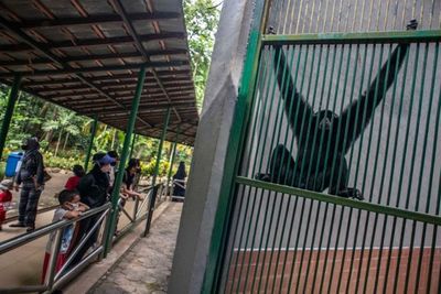 Hari Pertama Kembali Dibuka, Kebun Binatang Ragunan Dipadati Ribuan Pengunjung