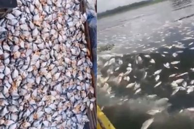 Fakta-fakta Peristiwa Ikan Mati Massal di Waduk Cianjur: Bikin Petani Rugi Miliaran Rupiah