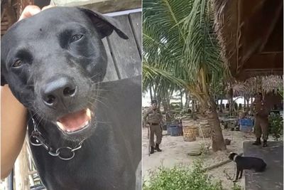 Viral Anjing Peliharaan Mati Diduga Disiksa Oleh Satpol PP di Aceh