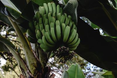Viral Salam dari Binjai Tinju Pohon Pisang, Segini Luas Panen Buah Pisang di Kota Binjai