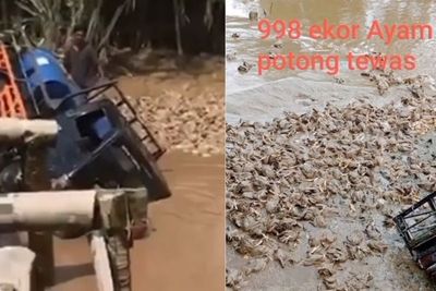 Lintasi Jembatan Darurat Tak Kunjung Diperbaiki, Pikap Pengangkut Ayam Jatuh ke Sungai