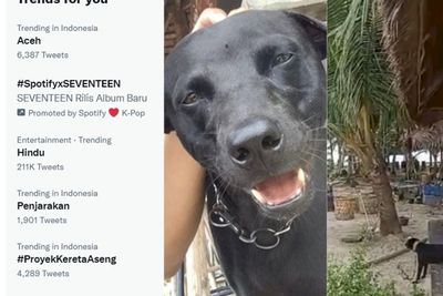 Aceh Jadi Trending, Netizen Soroti Dugaan Penyiksaan Anjing oleh Satpol PP