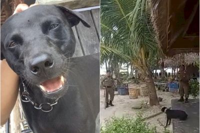 Kronologi Dugaan Penyiksaan Anjing oleh Satpol PP di Aceh, Anjing Dibungkus Terpal