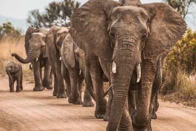 Seorang Pemburu Justru Tewas Dibunuh Gajah, Diduga Diinjak-injak Sampai Kehilangan Nyawa