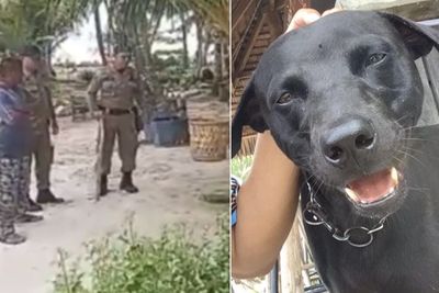 Pilu Anjing Canon Diduga Disiksa sampai Mati oleh Satpol PP Aceh, Atas Nama Wisata Halal