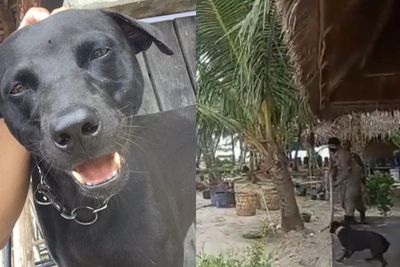 Organisasi Pecinta Hewan akan Laporkan Satpol PP di Aceh yang Tangkap Anjing Hingga Mati