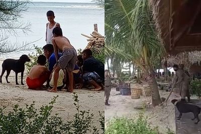 Penjelasan Satpol PP Aceh Singkil Soal Penangkapan Anjing Canon yang Berujung Mati