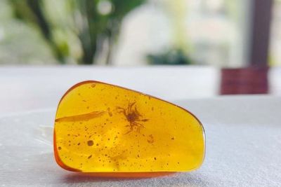 Ilmuwan Berhasil Menemukan Fosil Kepiting Tertua yang Terperangkap pada Ambar
