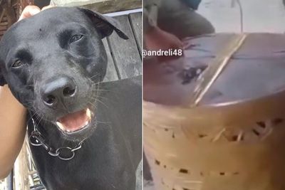 Anjing Canon Mati, Begini Rupanya Keranjang yang Dipakai Satpol PP Aceh untuk Membawanya