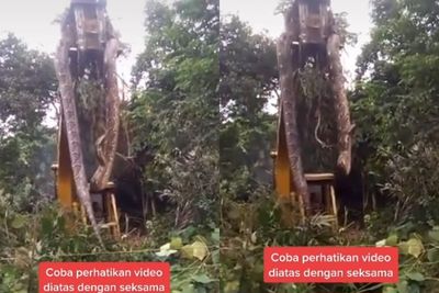 Ular Raksasa Tertangkap Alat Berat di Hutan Hujan Dominika, Ukurannya Sampai 3 Meter