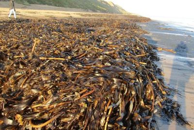 Ribuan Makhluk Laut Terdampar Mati di Pantai Inggris, Misteri Terburuk yang Pernah Ada