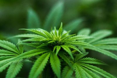 Negara di Eropa Ini Melegalkan Pemakaian Ganja hingga Izinkan Warga untuk Menanamnya