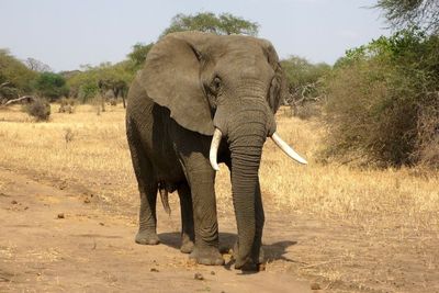Demi Selamatkan Teman, Gajah Ini Injak Pemburu Ilegal Sampai Tewas