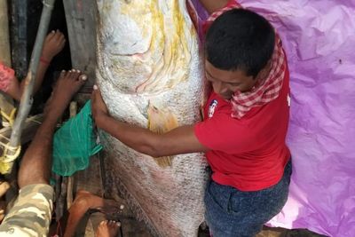 Greget! Nelayan Ini Tangkap Ikan Raksasa Seberat 75 Kg, Terjual Seharga Rp739 Juta