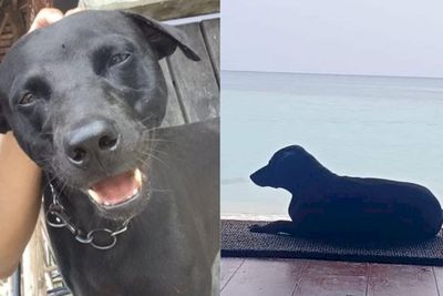 Kematian Anjing Canon Jadi Sorotan, Ini 5 Film Persahabatan Anjing & Manusia, Mengharukan!