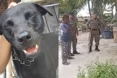 Soal Kematian Anjing Canon, Pemilik Kimo Resort Minta Maaf Atas Kegaduhan yang Terjadi