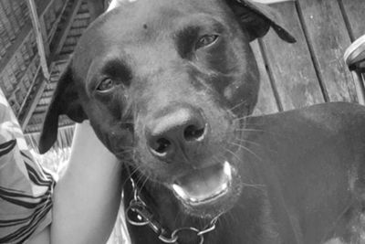 Sederet Fakta Tentang Kematian Anjing Canon di Pulau Banyak Aceh Singkil