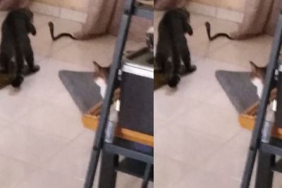 Berani! 5 Ekor Kucing Ini Bertarung dengan Ular Kobra demi Selamatkan Pemilik