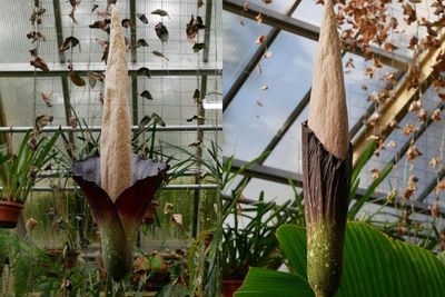 Menyoroti Tanaman Amorphophallus dari Indonesia, Mekar untuk Pertama Kalinya Sejak 1997