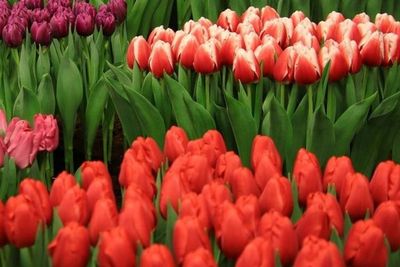 Fakta Bunga Tulip Bukan Bunga Asli dari Belanda, Pernah Lebih Mahal dari Emas!