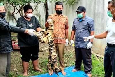 Jual Kulit Harimau Seharga Rp70 Juta, 3 Oknum di Aceh Ditangkap Polisi