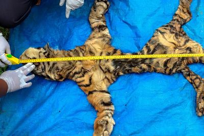 Gelar Kasus Perdagangan Kulit Harimau, Berikut Foto-fotonya