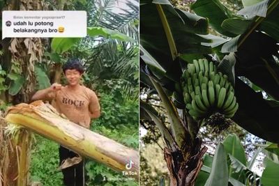 Viral Video Salam dari Binjai , Ini Fakta-fakta Pohon Pisang yang #KAMUHARUSTAU!
