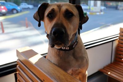 Kenali Boji, Anjing Petualang Turki yang Suka Naik Transportasi Umum Jelajahi Istanbul